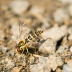 alien life in gas giants