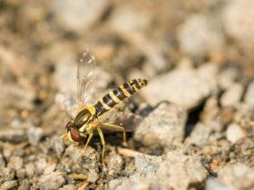 alien life in gas giants