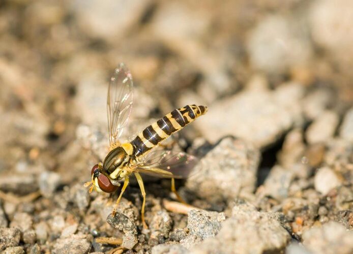 alien life in gas giants