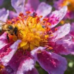 bees flower preferences explained