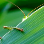 grasshoppers pose unexpected threats