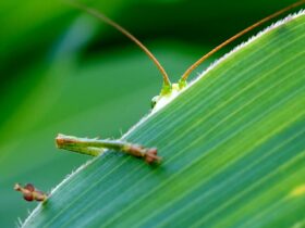 grasshoppers pose unexpected threats