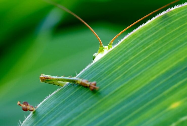grasshoppers pose unexpected threats