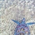 horses are capable swimmers