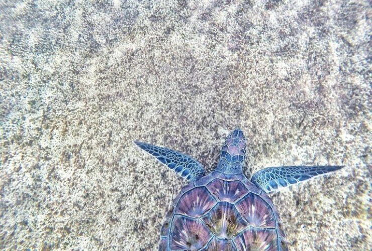 horses are capable swimmers