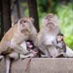 monkey maternal behavior explained