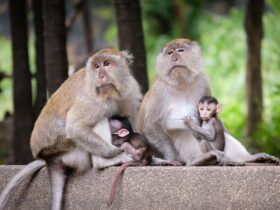 monkey maternal behavior explained