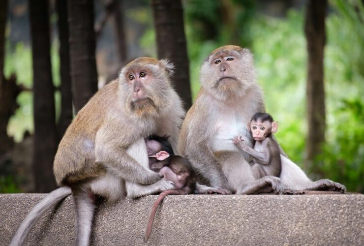 monkey maternal behavior explained