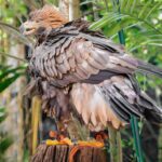 powerful eagle hunts monkeys