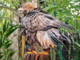 powerful eagle hunts monkeys