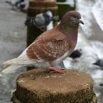 rediscovered rare bird species