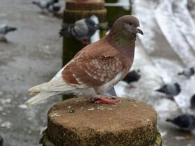 rediscovered rare bird species