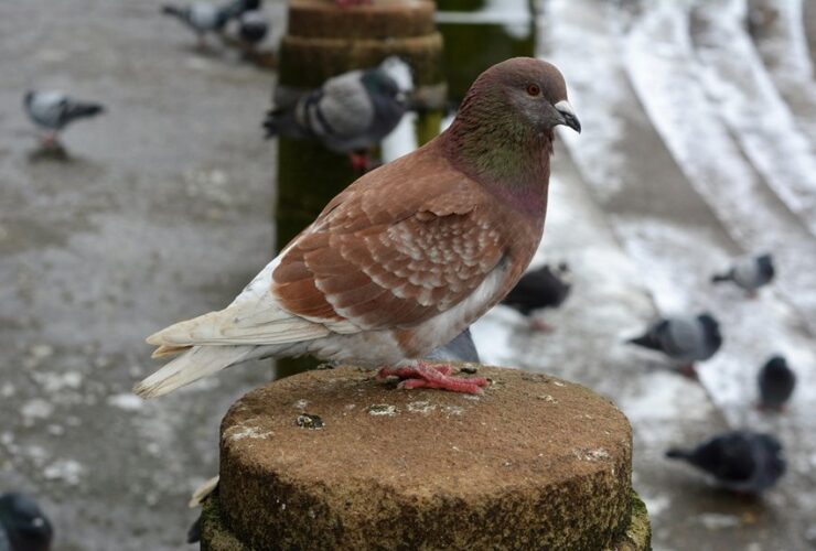 rediscovered rare bird species