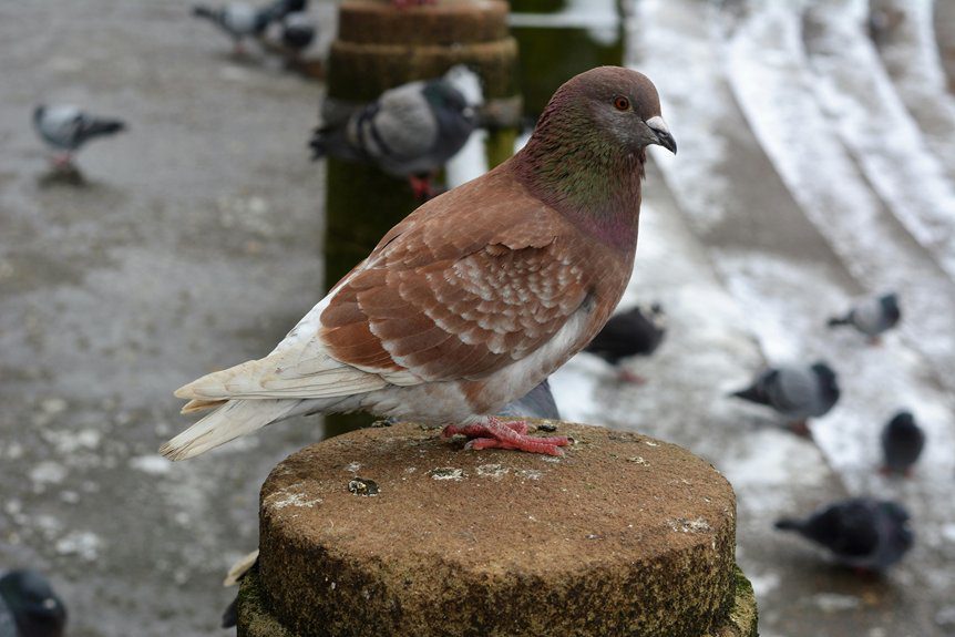 rediscovered rare bird species