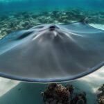 steve irwin s tragic accident