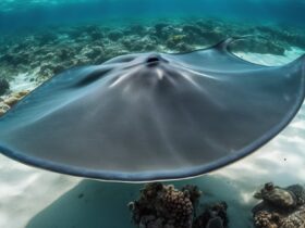 steve irwin s tragic accident