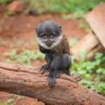 strange tree with monkey balls