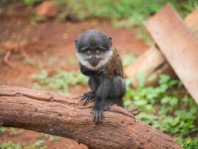 strange tree with monkey balls