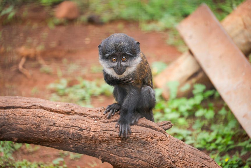strange tree with monkey balls