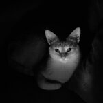 triassic period animal behavior