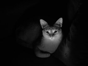 triassic period animal behavior